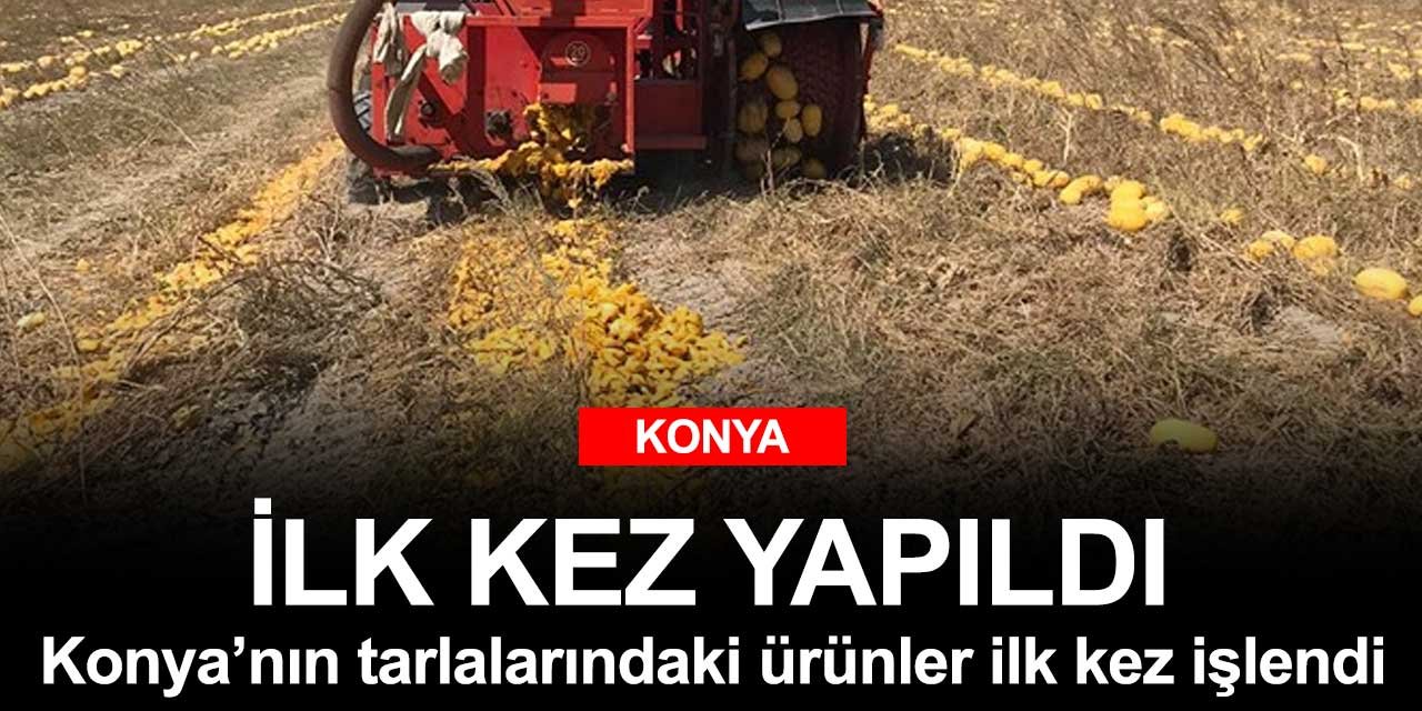 Konya Karapınar'da ilk defa ekilen çerezlik kabak çekirdeği hasadı gerçekleşti