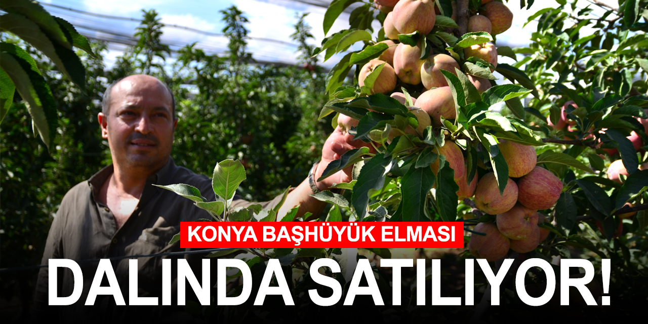 Konya Başhüyük elması dalındayken satılıyor! Türkiye pazarı görmeden 20 ülkeye gidiyor