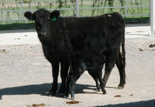 Angus'lar 'Pangus' dünyaya getirdi