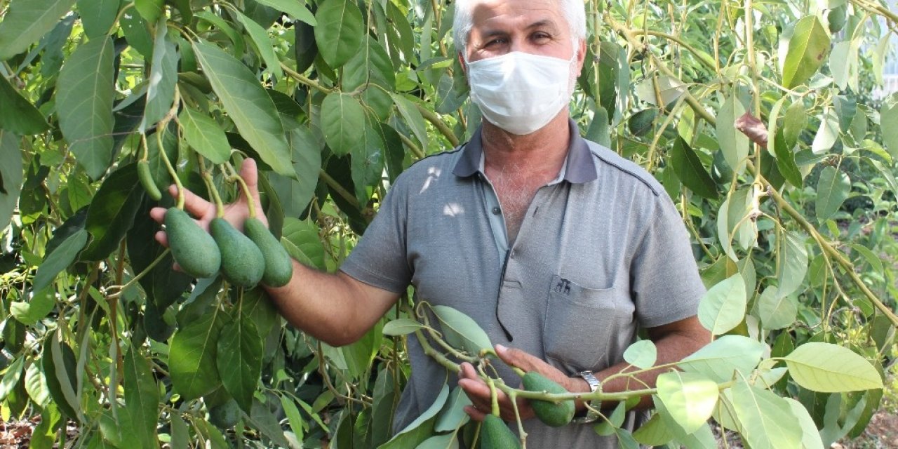 Avokado alternatif ürün oldu! Toplandığı gün ihracat yoluna çıkıyor
