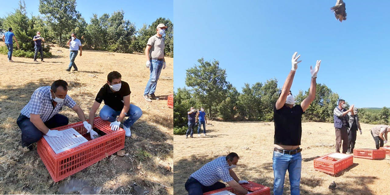 Konya Hüyük'te 500 kınalı keklik doğaya salındı