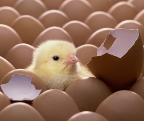 İşte efsane sorunun yanıtı!