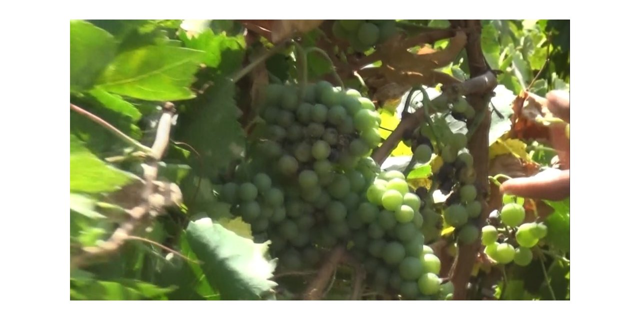 Muş üzümünde hasat zamanı