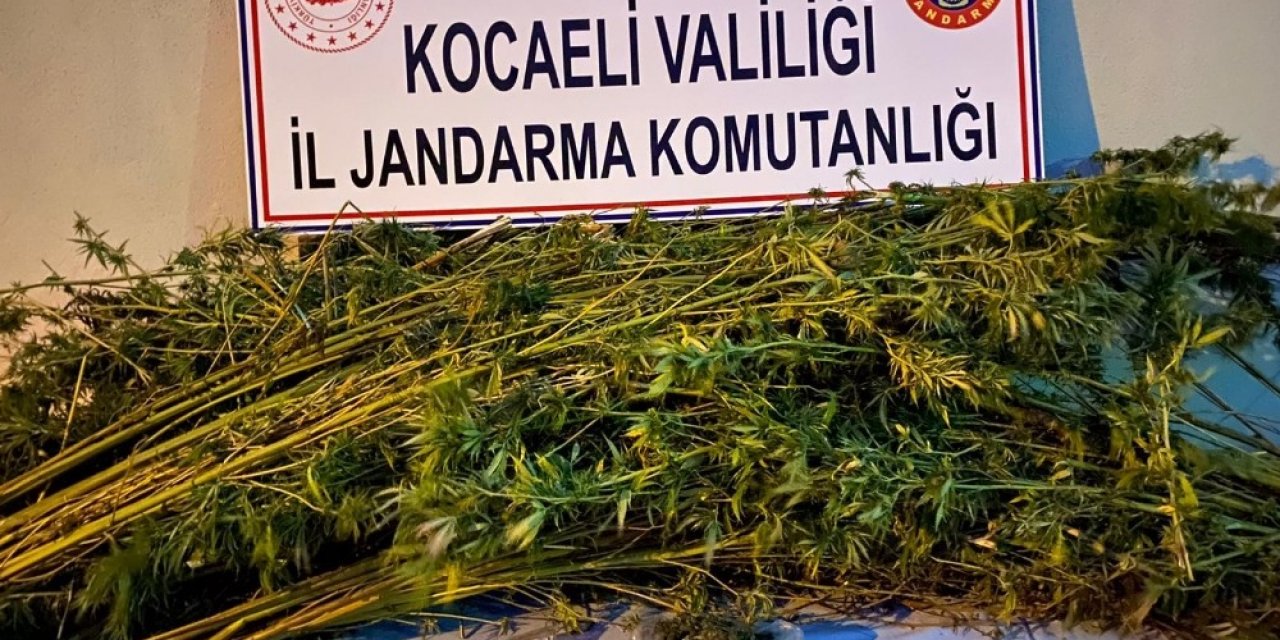 Ormanlık alana 371 kök kenevir eken 2 şahıs gözaltına alındı