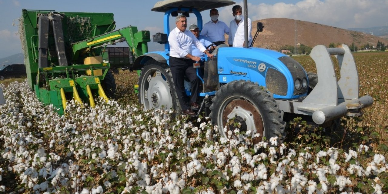Amik Ovası’nda pamuk hasadı başladı