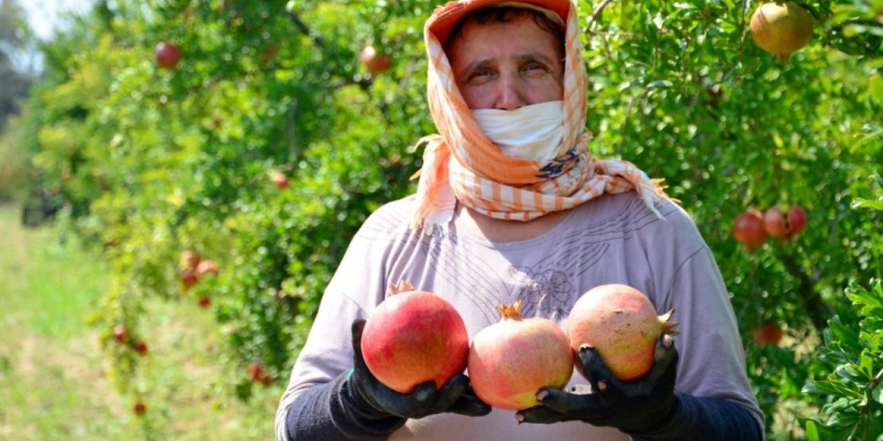 Denizlili narcılar hasada mutlu başladı