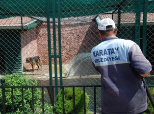 Hayvanların keyfi yerinde