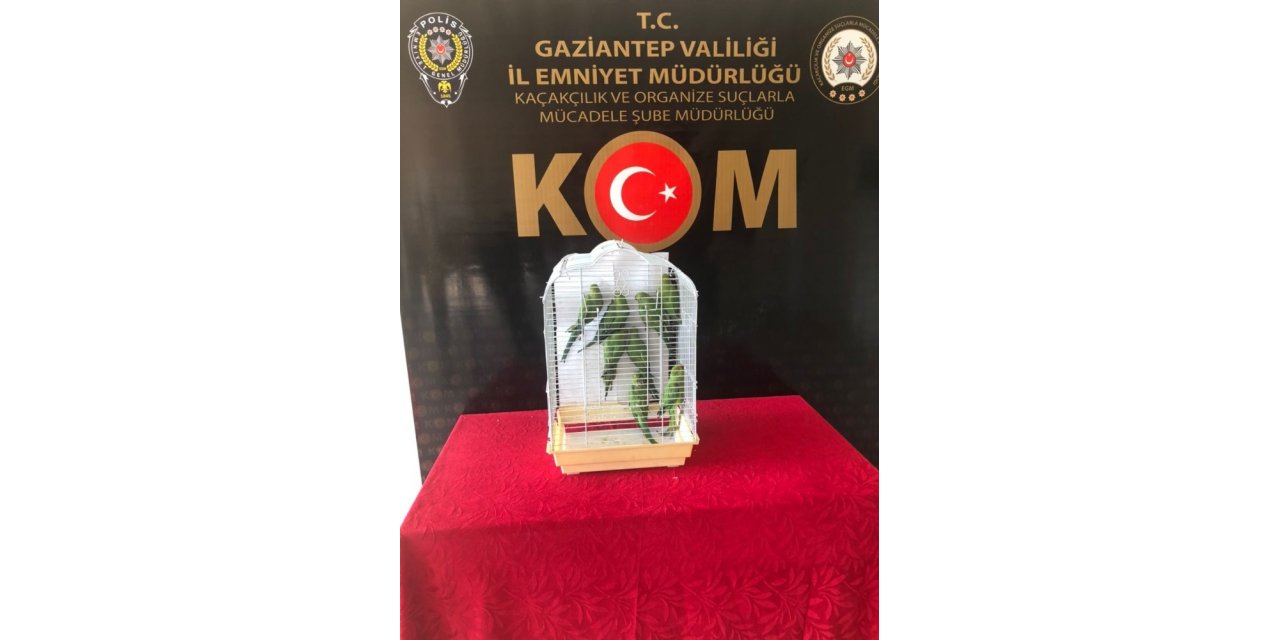 Gaziantep’te 8 Pakistan papağanı ele geçirildi