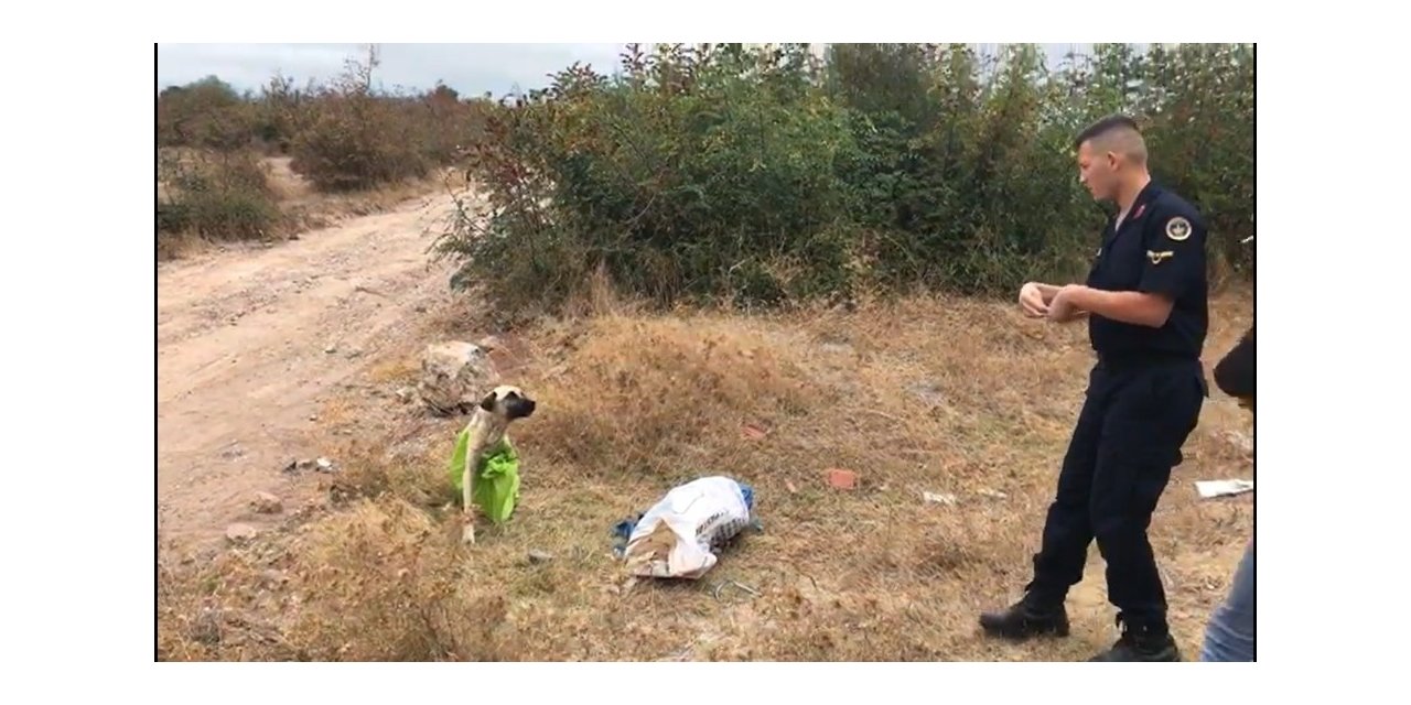 Vahşetin böylesi...Çanakkale’de, çuvala koyularak ölüme terkedilen köpeği jandarma kurtardı