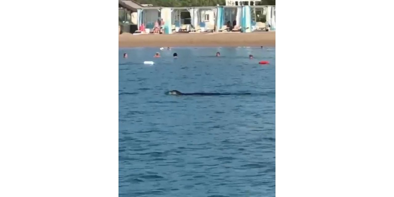 Akdeniz foku, tatilcilerle birlikte yüzdü