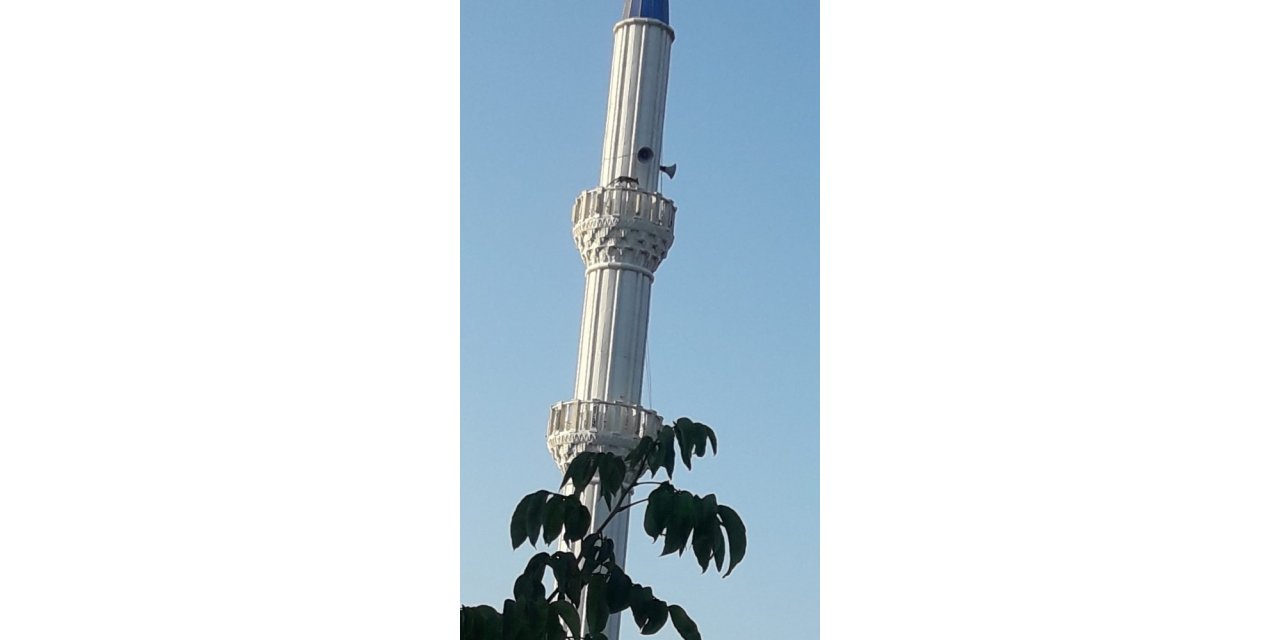 Cami minaresinde dolaşan tilki görenleri şaşırttı