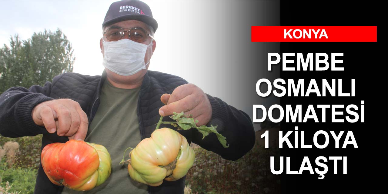 Hobi bahçesinde pembe Osmanlı domatesi yetiştirdi