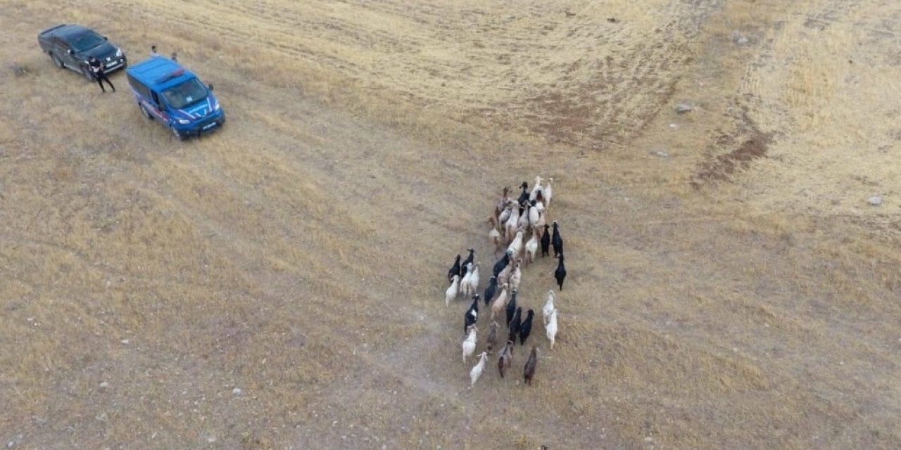 Elazığ’da firar eden hayvanlar, 7 kilometre uzakta drone ile bulundu