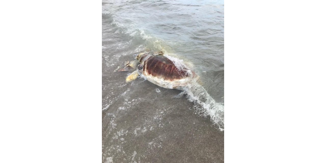 Kemer’de sahile ölü caretta caretta vurdu
