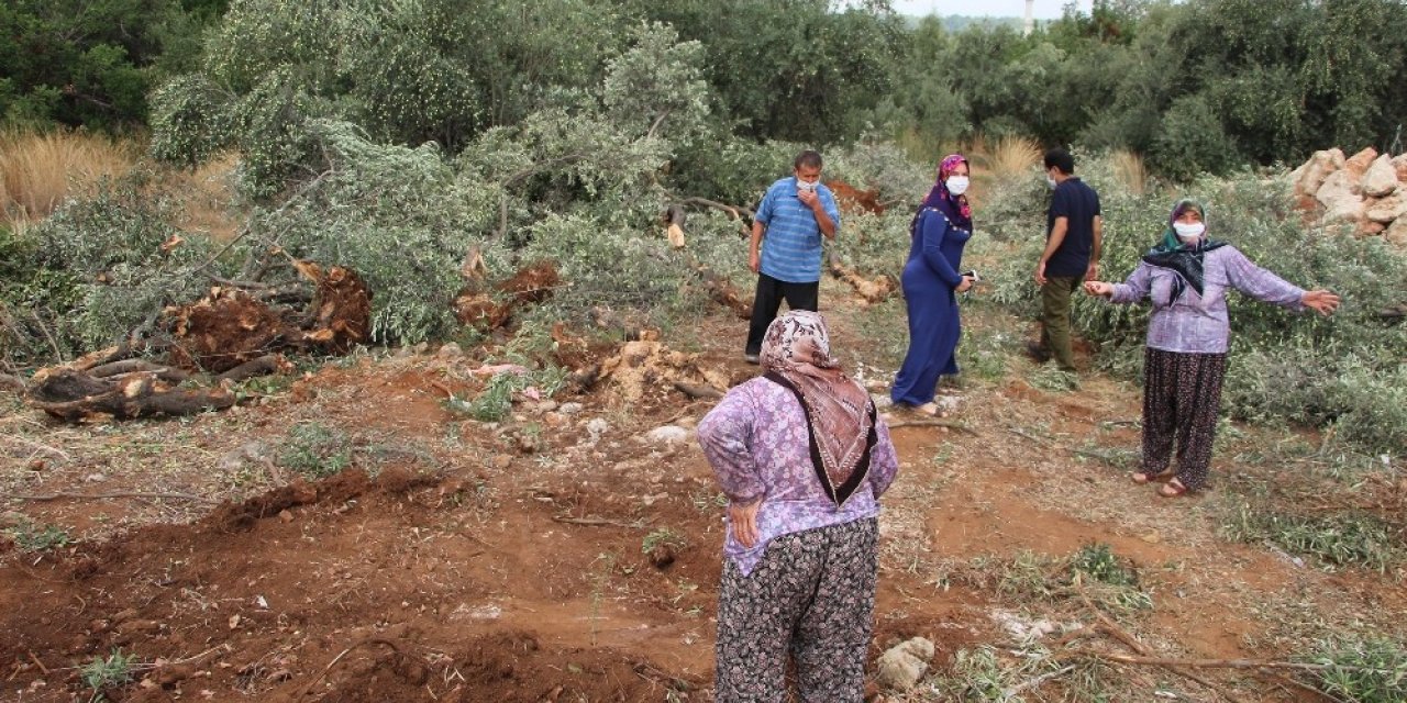 Antalya’da 42 zeytin ağacı inşaat çalışması için katledildi