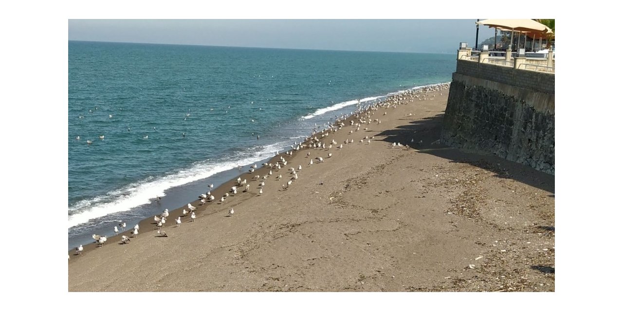 Karadeniz’de sahiller martılara kaldı