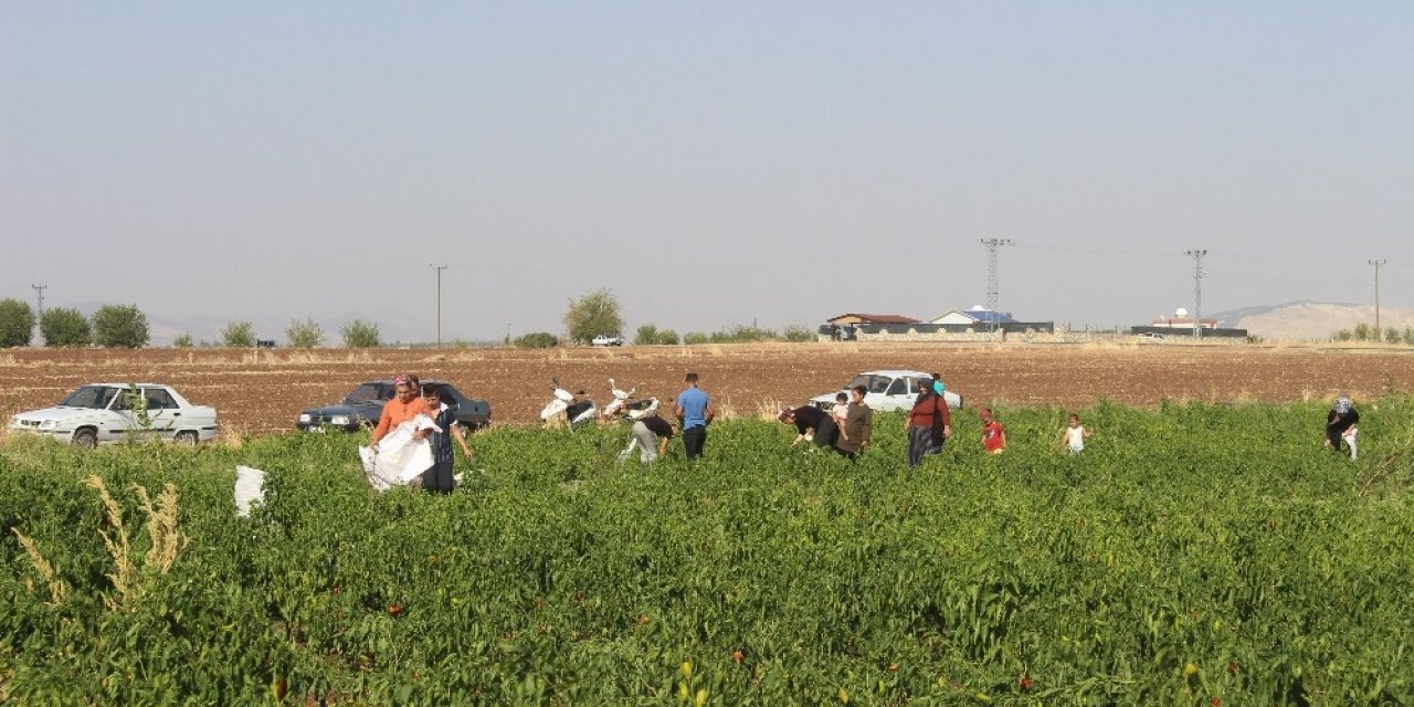 İstediği fiyata satamayınca tonlarca biberi vatandaşlara bıraktı