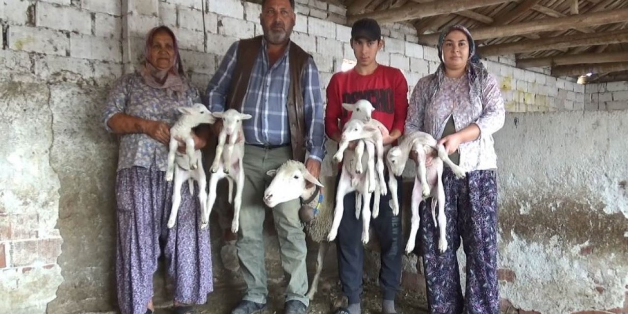 Beşiz doğuran koyun şaşırttı