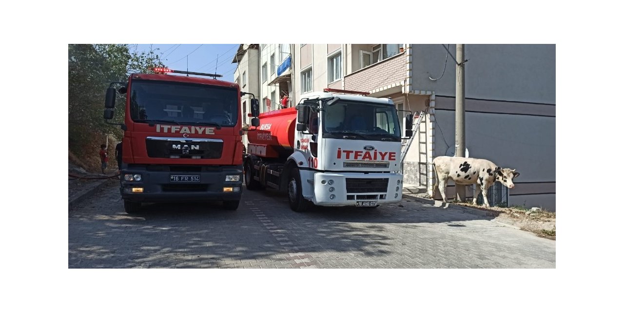 Bursa’da ’Benekli’ ismi verilen inek yangından son anda kurtarıldı