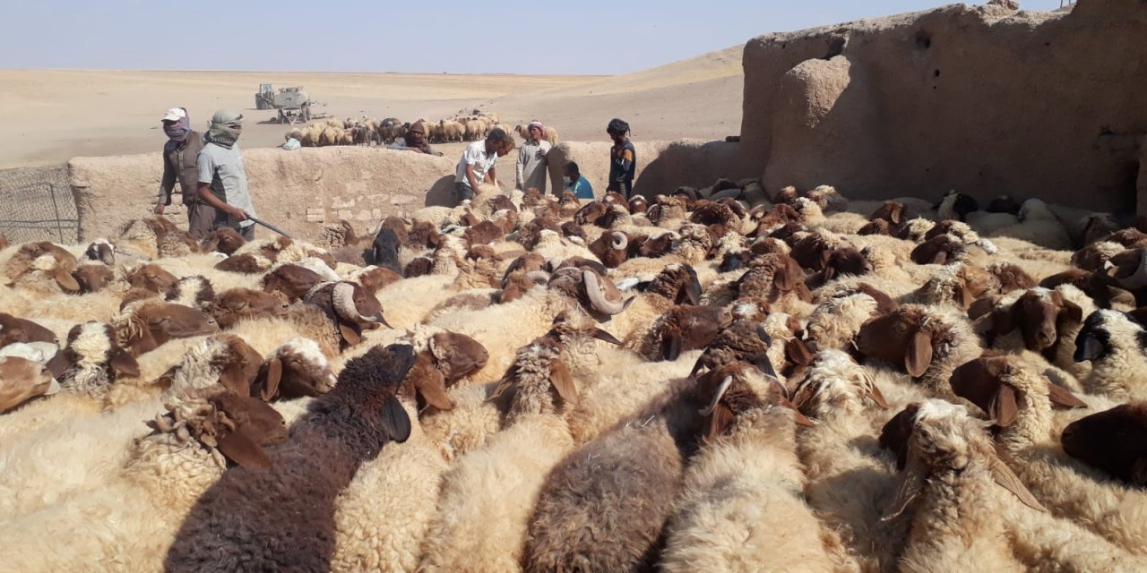 YPG/PKK'dan temizlenen Barış Pınarı Harekatı bölgesinde binlerce hayvan aşılandı