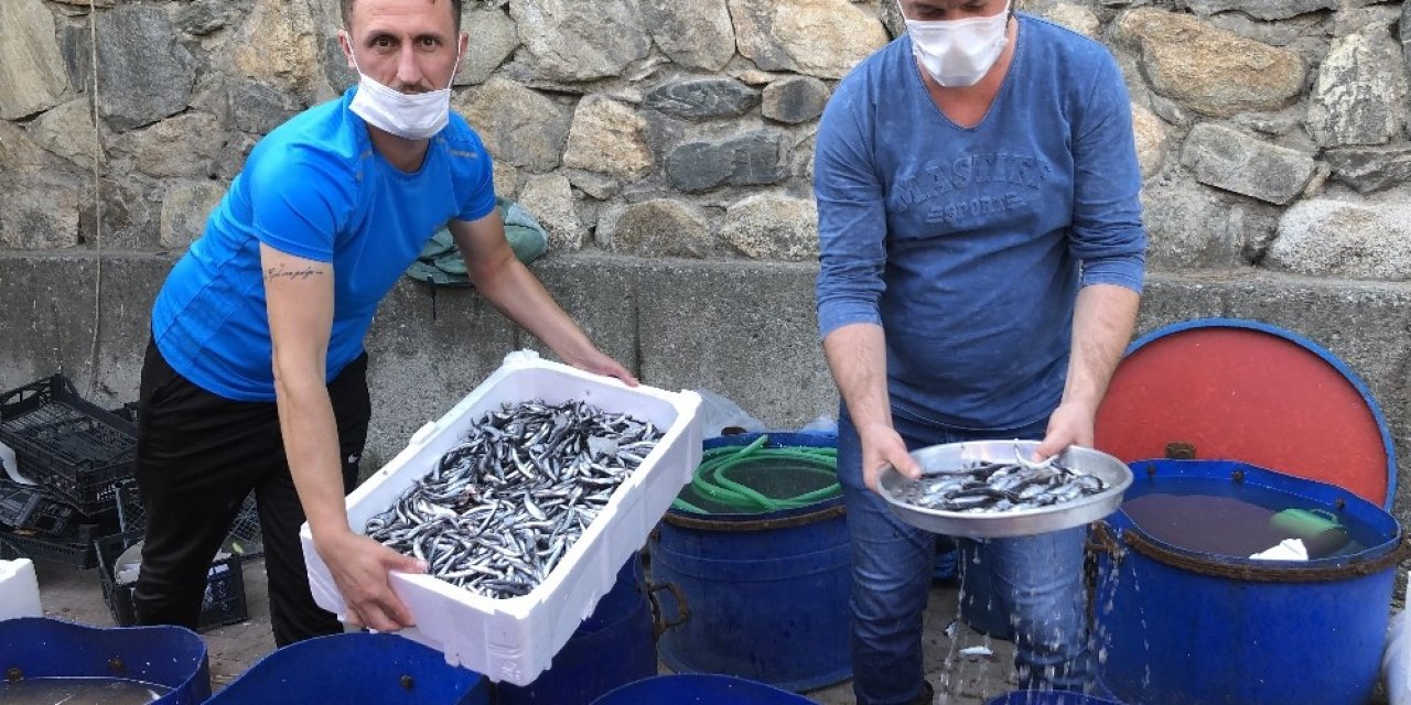 Balık tezgahında yavru hamsi isyanı
