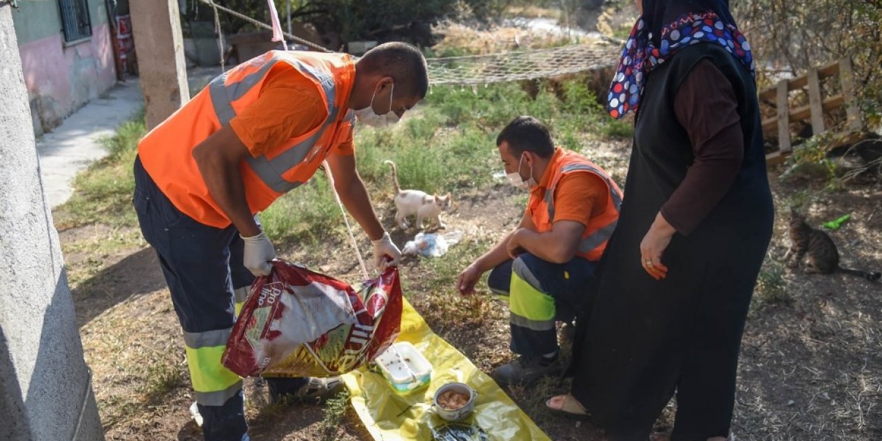 Altındağ Belediyesi, minik kedi yavrularına sahip çıktı
