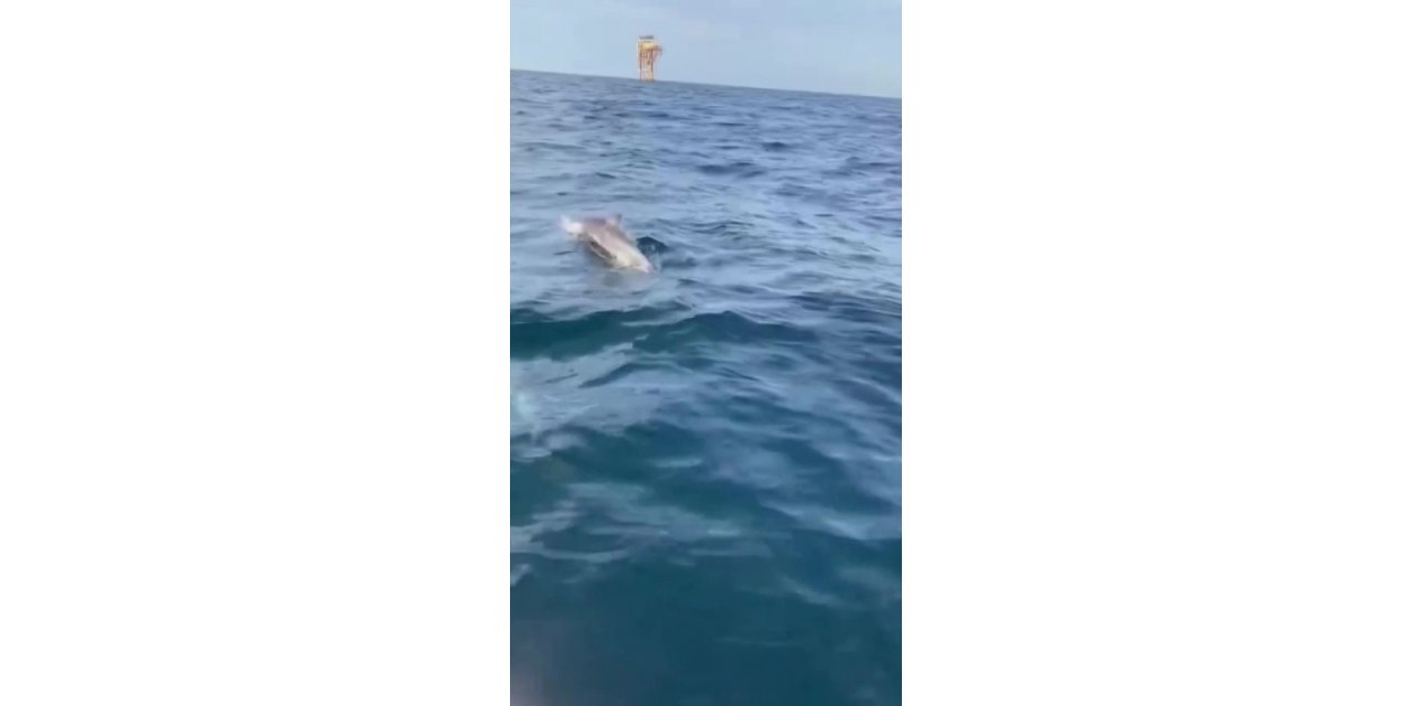 Karadeniz’de ava çıkan balıkçılara yunuslar eşlik etti