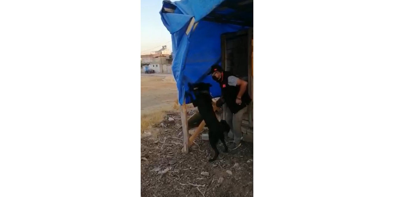 Brandaya gizlenen esrar maddesini narkotik köpeği buldu