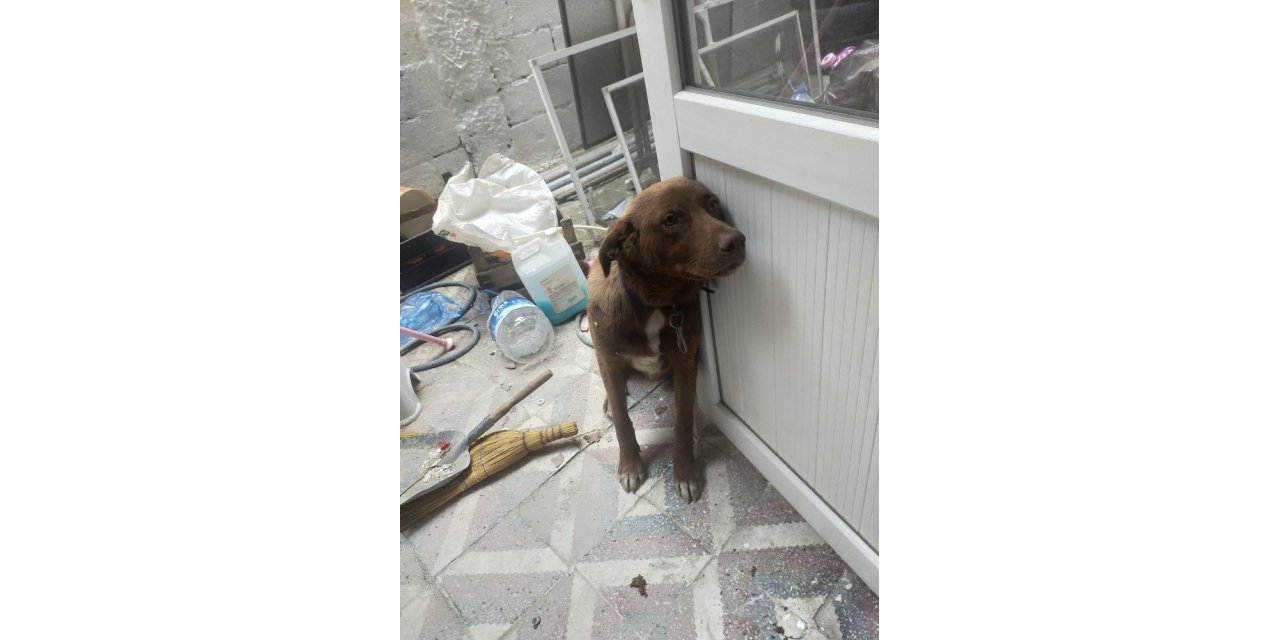 Köpeğe çarpan vicdansız sürücü arkasına bile bakmadı