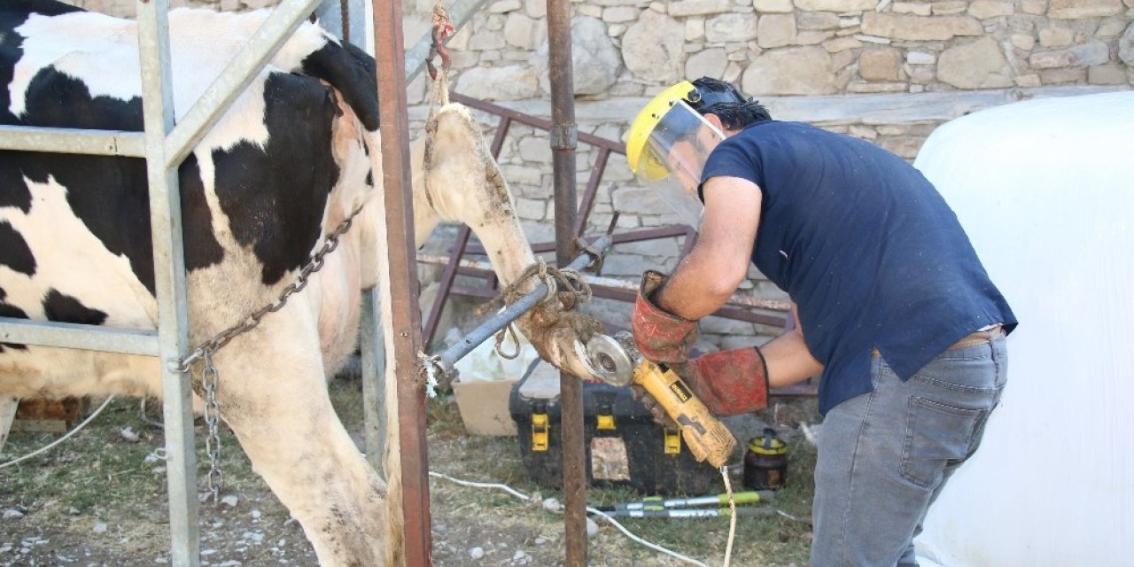 Büyükbaş hayvanlara tırnak bakımı