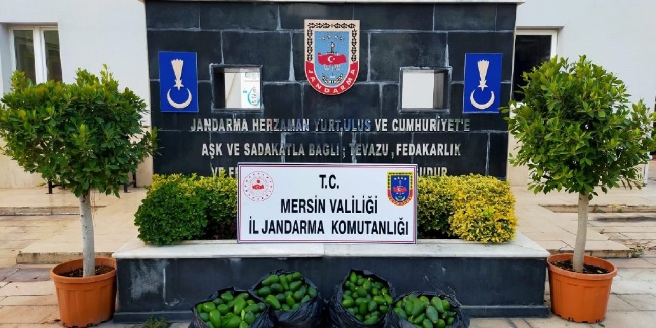 Hırsızlık şüphelisi çaldığı 120 kilo avokado ile yakalandı