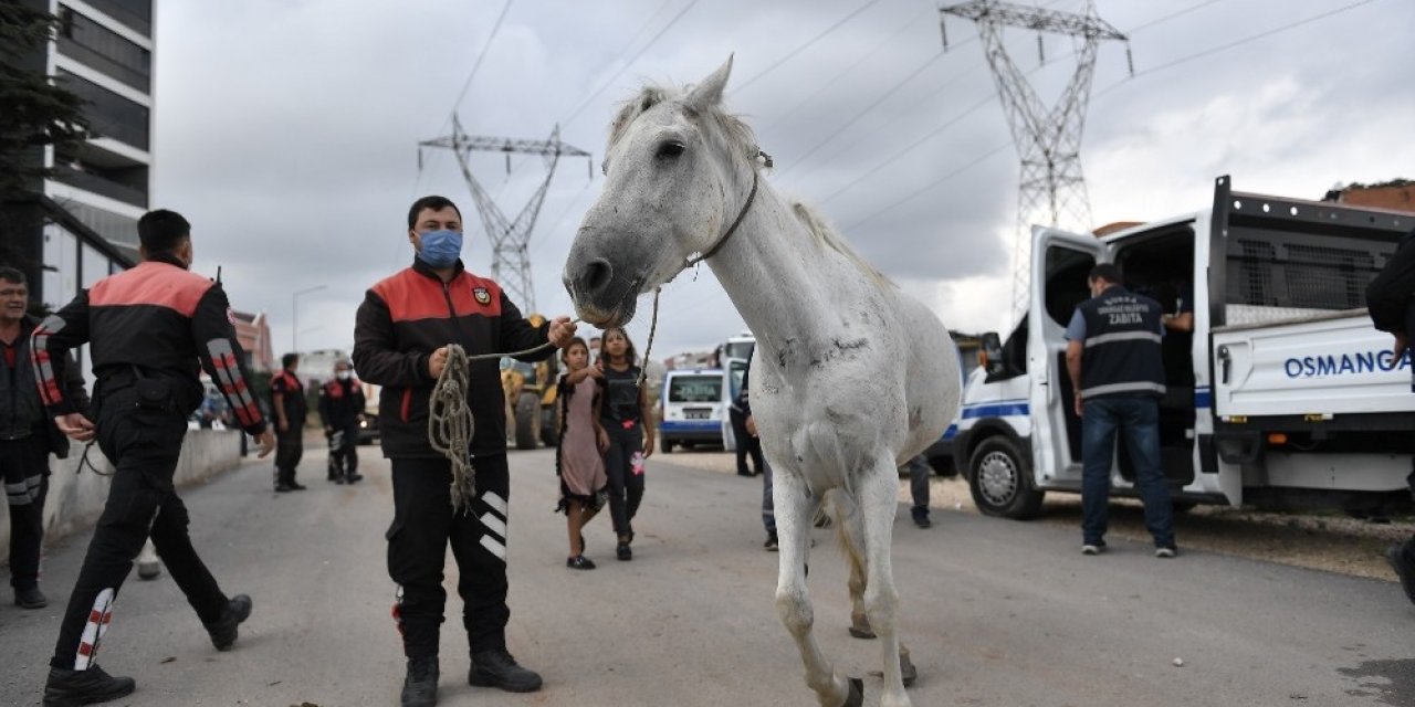 Zabıtadan nefes kesen başı boş at operasyonu