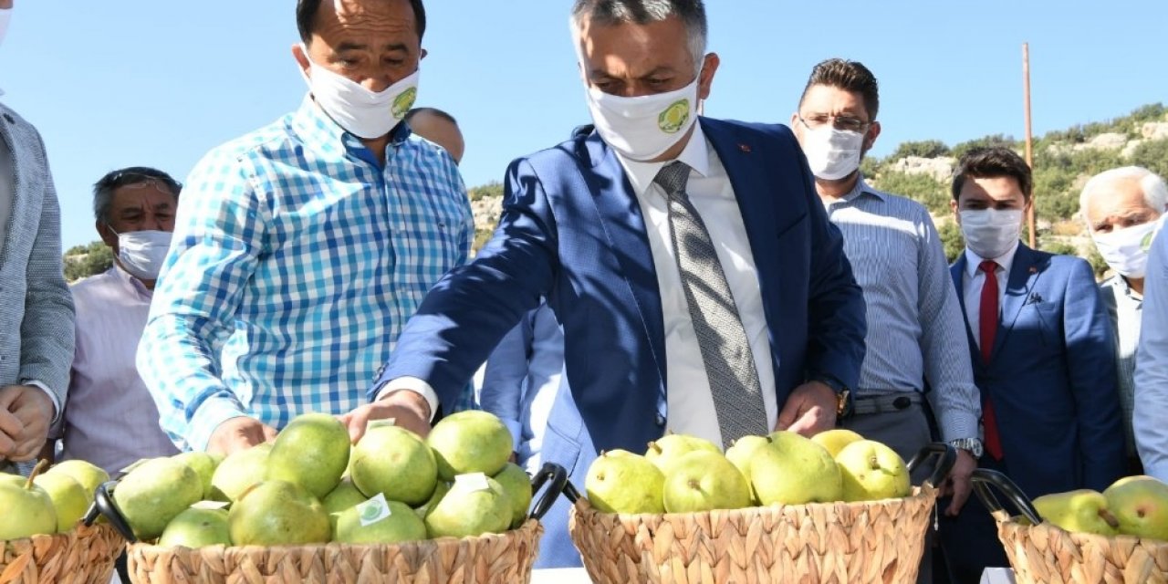 Vali Yazıcı’dan, Korkuteli’de Karyağdı Armudu hasadı