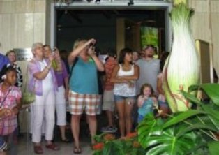 Binlerce kişi açmasını bekliyor