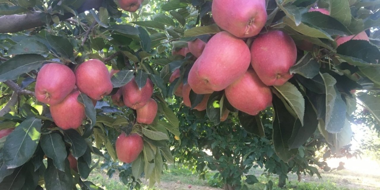 Beyşehir’de elma hasadı başladı