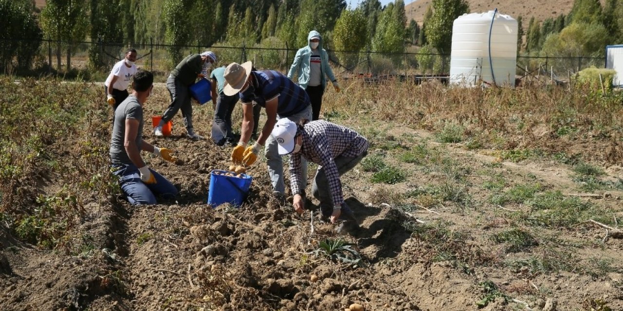 Bayburt Üniversitesinde organik ürünlerin hasadına başlandı