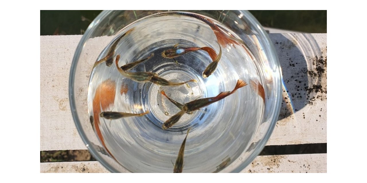 Mersin’de sivrisinekle biyolojik mücadele