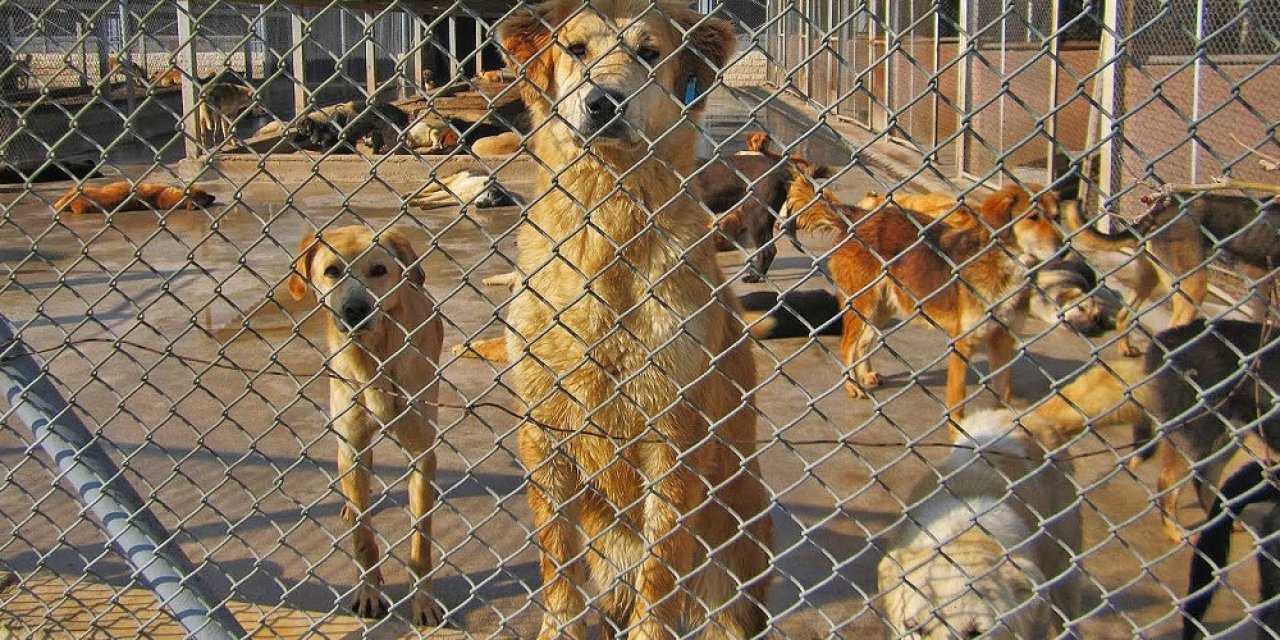 Hayvan Hakları Günü’nde hayvana şiddet hala kabahat