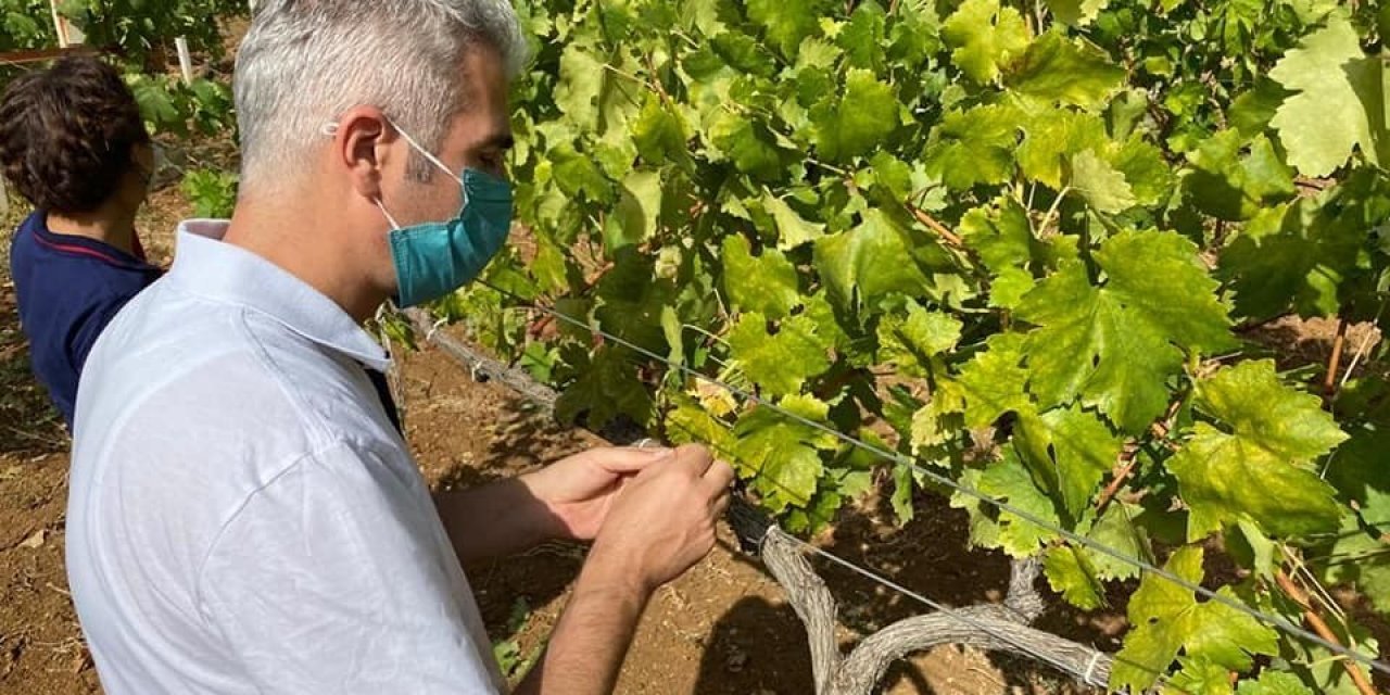 Bilecik’te ’armut kaplanı’ böceği kontrolü yapıldı