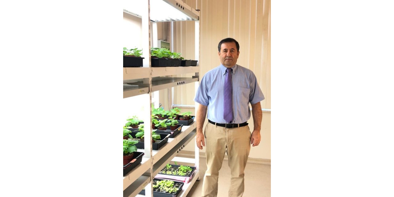 Bitki hücrelerinden korona virüsün insanı enfekte etmesini gerçekleştiren ‘Furin’ enzimi üretildi