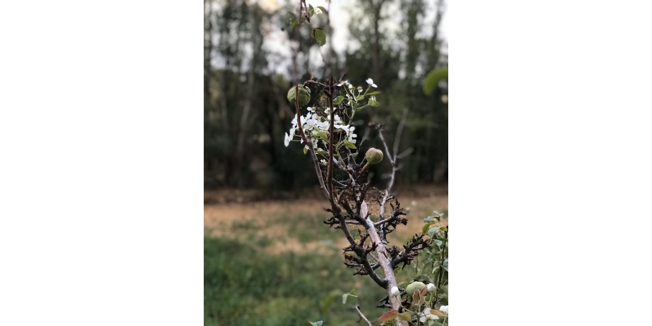 Armut ağacı Ekim’de çiçek açtı