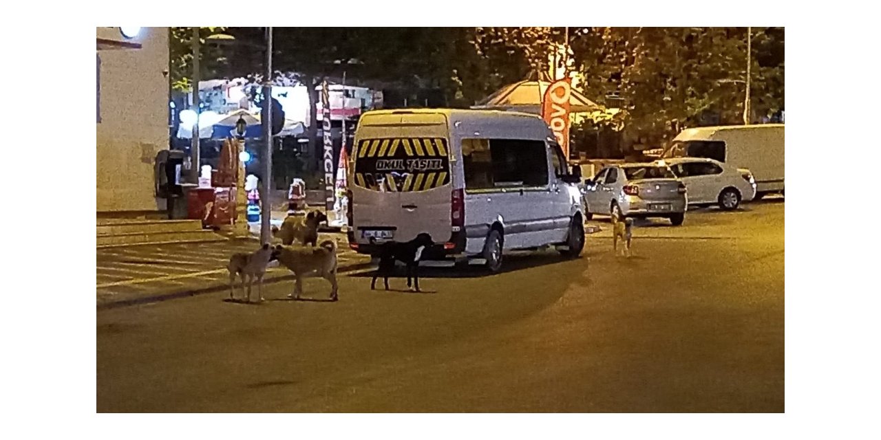 Malatya’da köpek korkusu