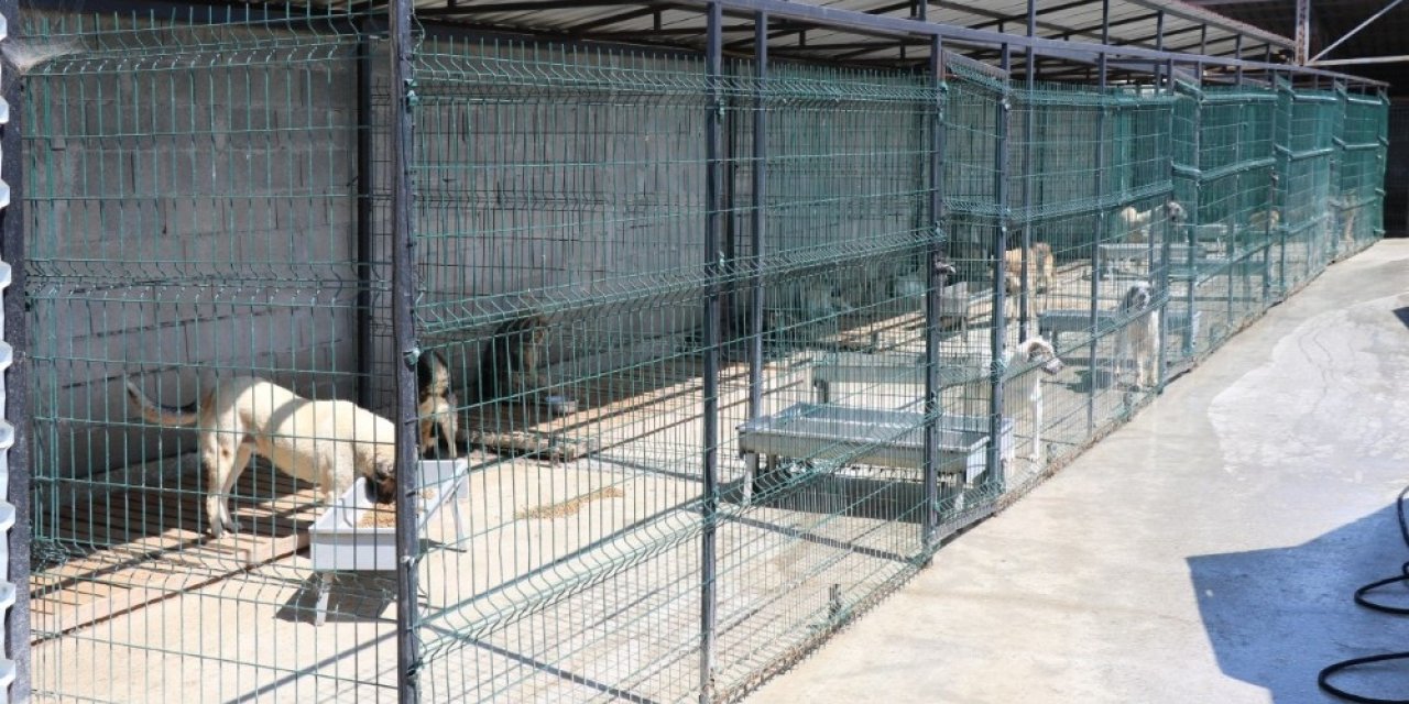 Safranbolu Belediyesi sokak hayvanlarına yuva buluyor