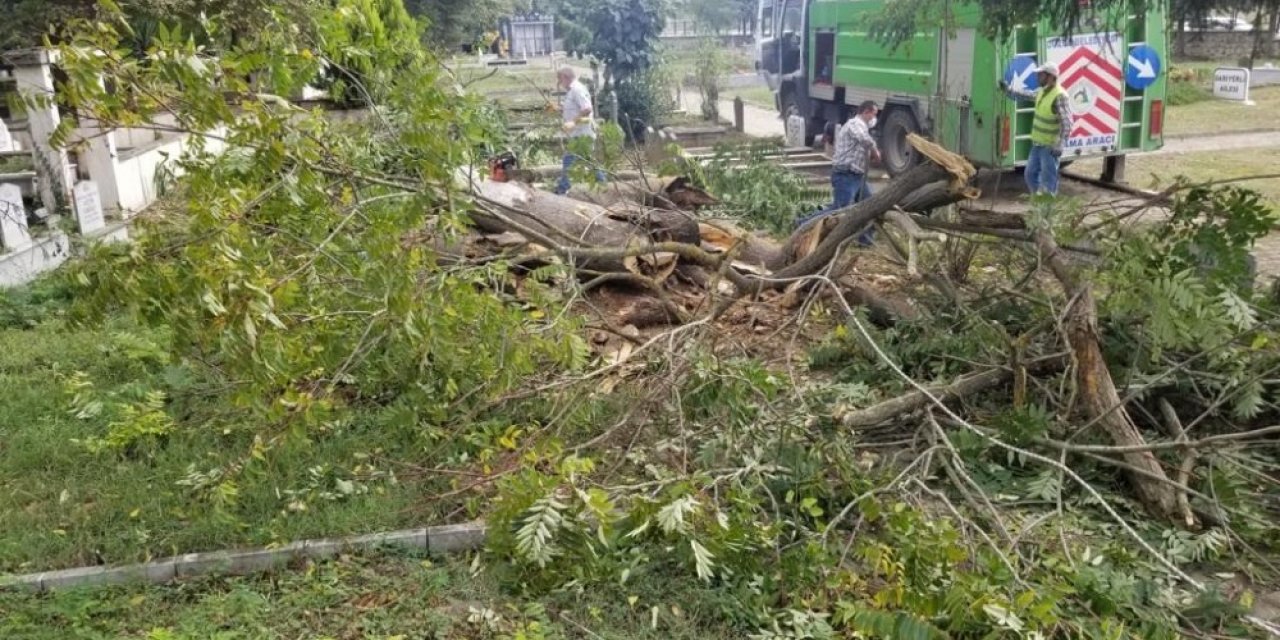 Tehlike oluşturan ağaçlar kaldırılıyor