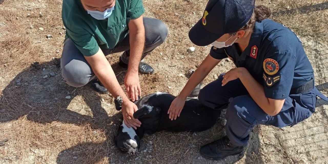 Sahipsizlere jandarma sahip çıktı