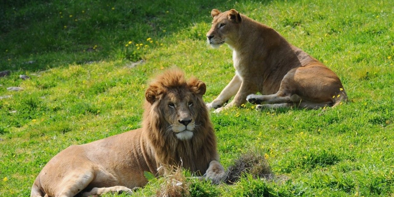 Doğal Yaşam Parkı yeniden açılıyor