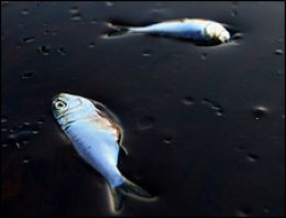 Çevre felaketinde korkutan şüphe