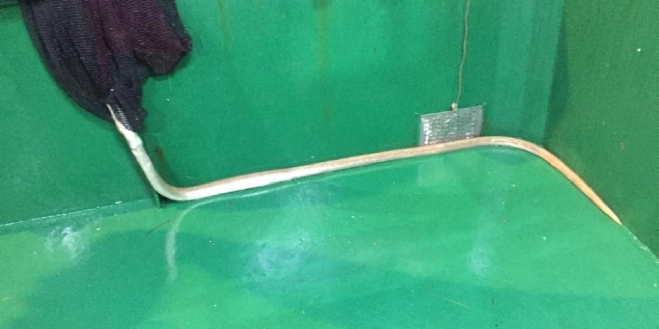 Çanakkale Boğazı’nda ilk kez görüldü