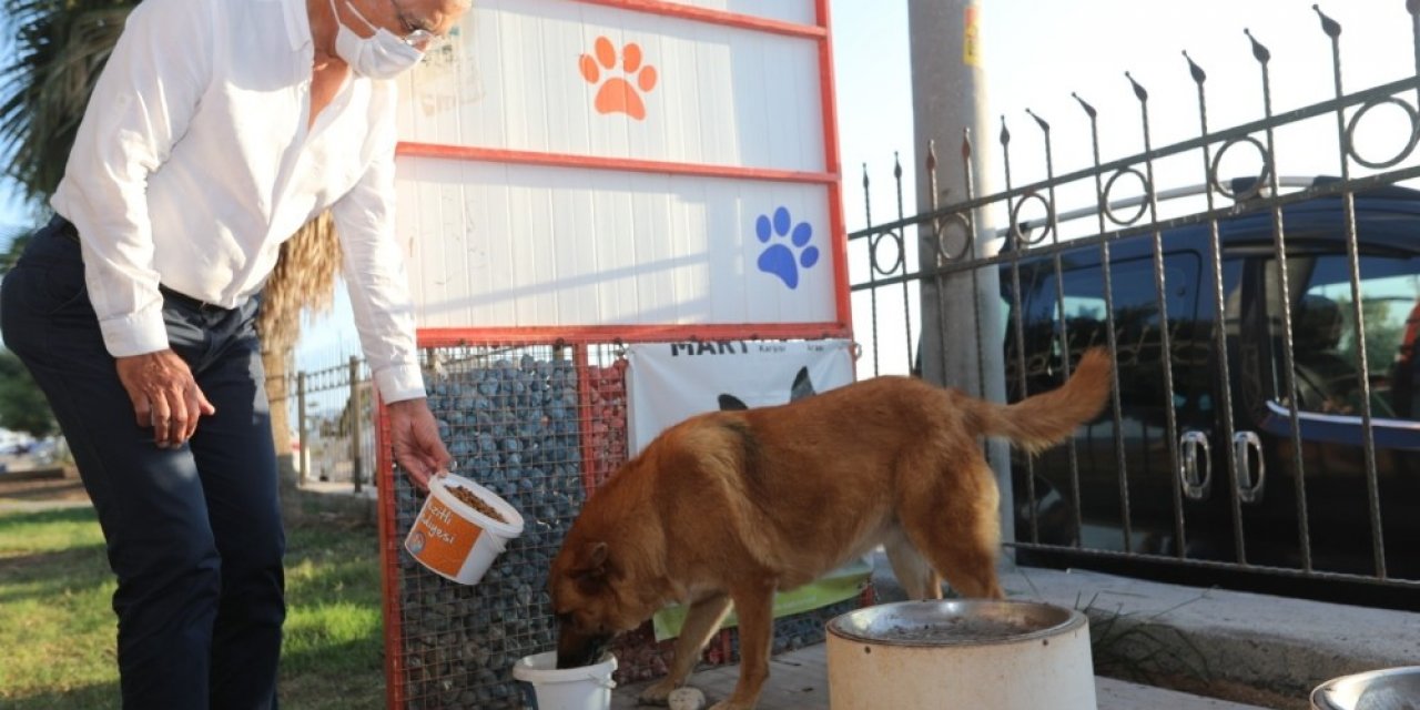 Başkan Tarhan, sokak hayvanlarını besledi