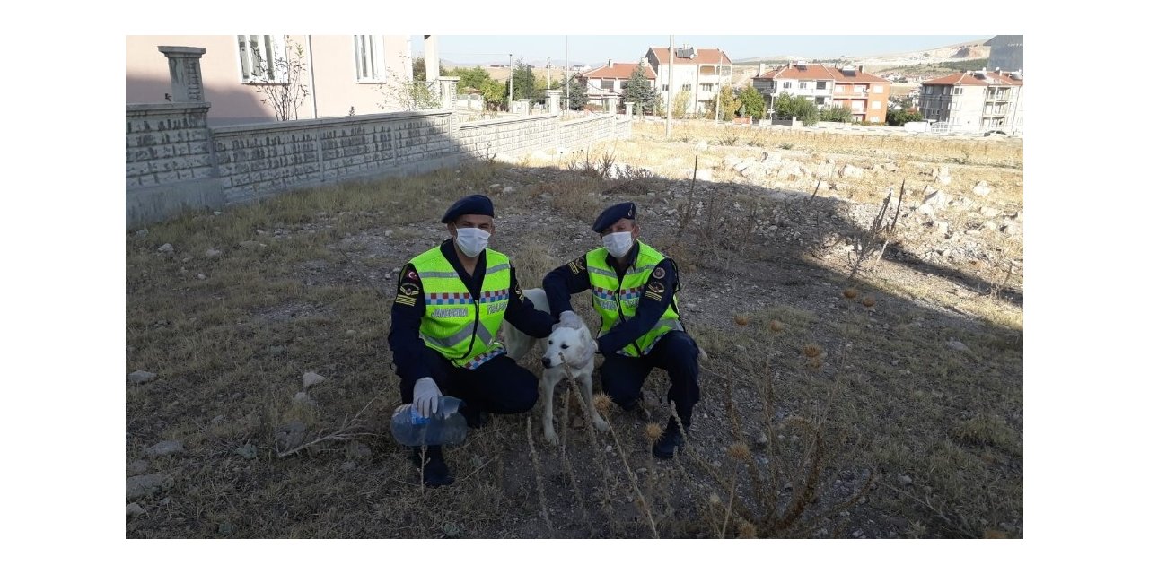 Kafası pet şişeye sıkışan köpeğin imdadına jandarma yetişti